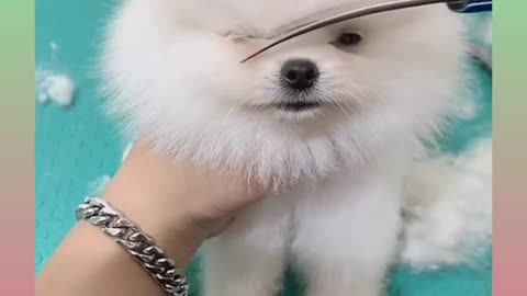 Cute and funny Dog 2