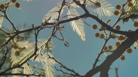 Tree with yellow flowers