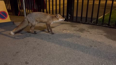 More Exciting Rate Night_Early Morning Fox Action!