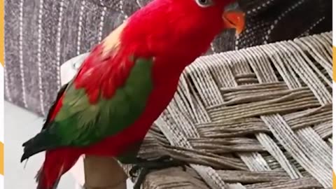 Parrot talk 😍😍