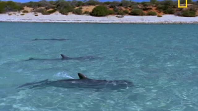 Bottlenose Dolphin Gang Rumble - National Geographic_Cut