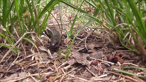 Lizard looking for its prey