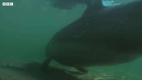 Heavily Pregnant Lady Dolphin Can't Hunt | Puck's Part 1 | Dolphins of Shark Bay