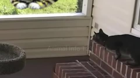 Funniest Cats attacking😂