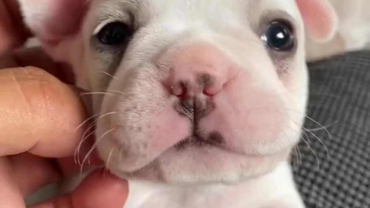 Puppy tries to bite but I have no teeth