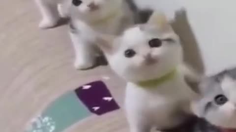 OMG SO Cute Cats 😻