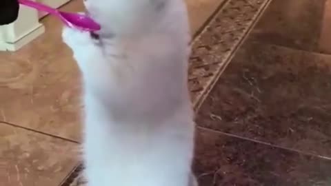 Funny Animals video.