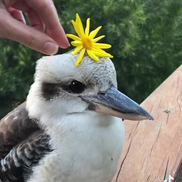 Cute Kookaburra