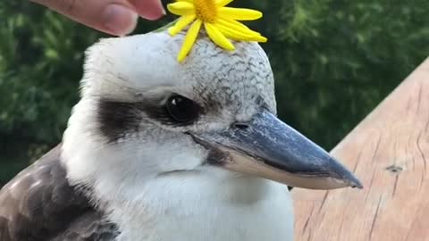 Cute Kookaburra