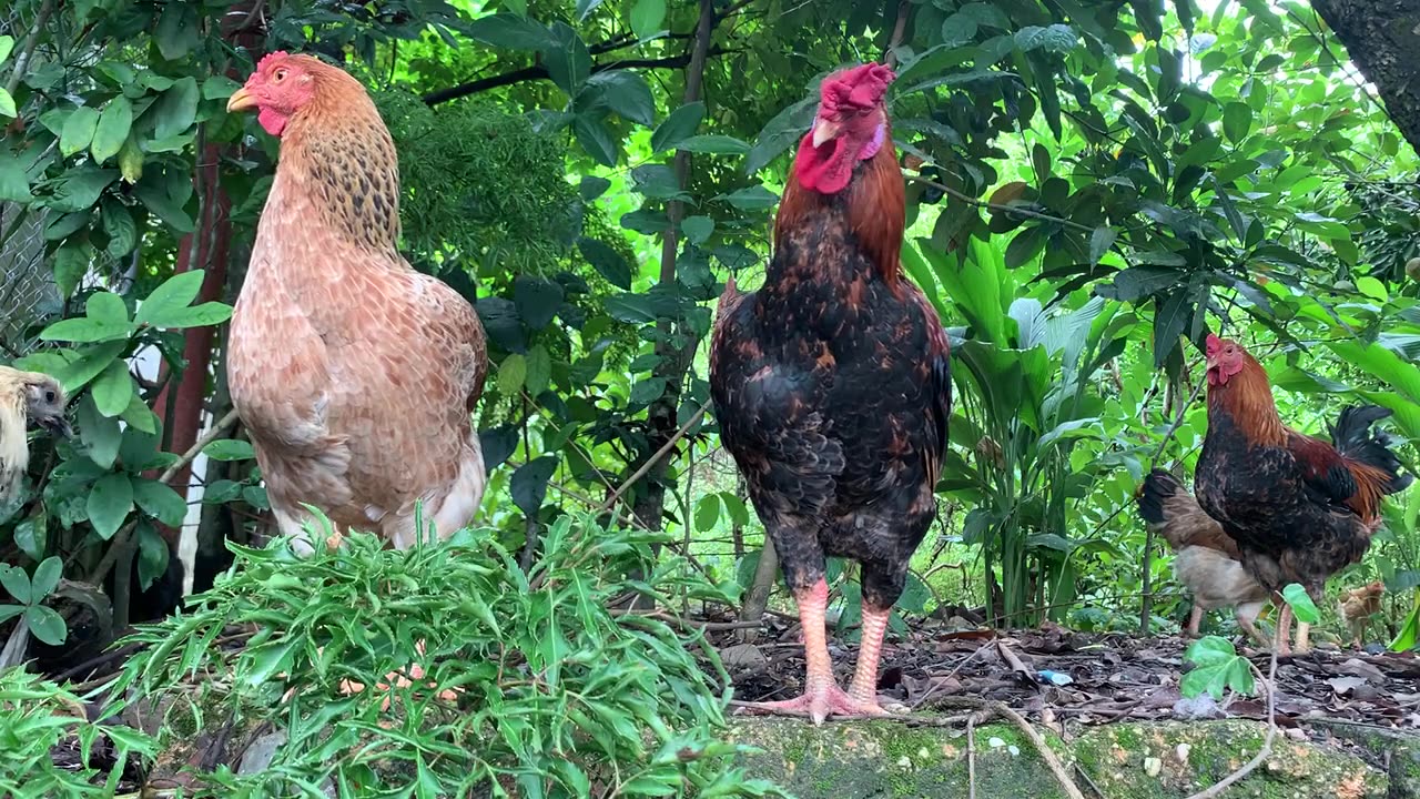 Raising Happy and Healthy Farm Animals