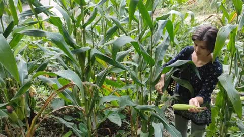 Farm Life: Episode 11 | it's MAIZE SEASON | Hannah harvesting sweetcorn with TRADITIONAL BASKE