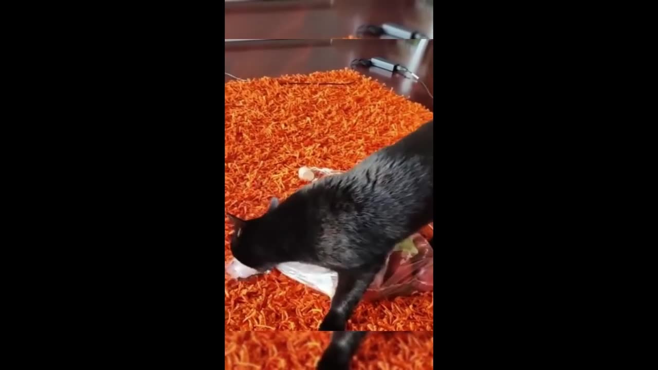 Funny animals - Funny cats dogs - Funny animal videos 2023 - Part 7Haypyy Pet
