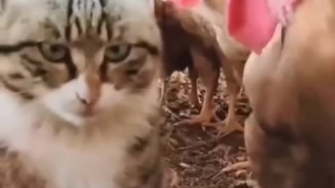 Funny 🤣🤣🤣🤣 cutie cats