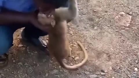 Resuscitating A Monkey