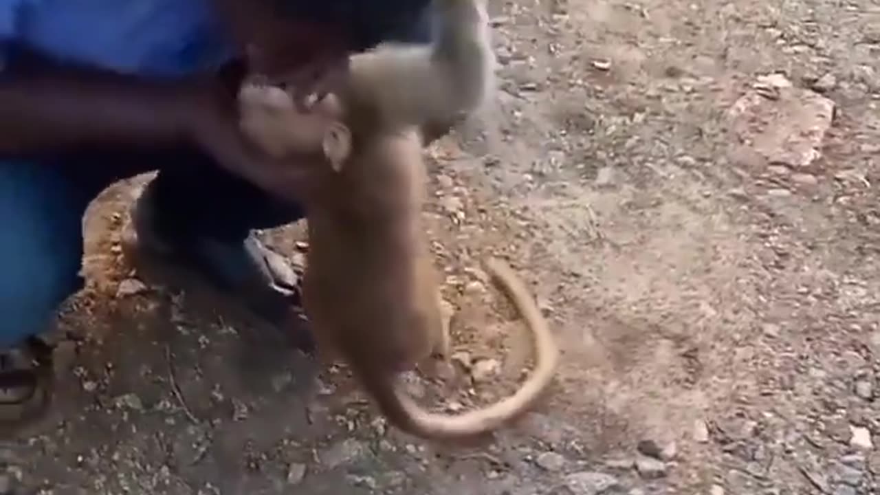 Resuscitating A Monkey