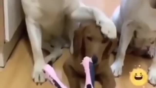 Dog puppy funny video dog funny moments #shorts