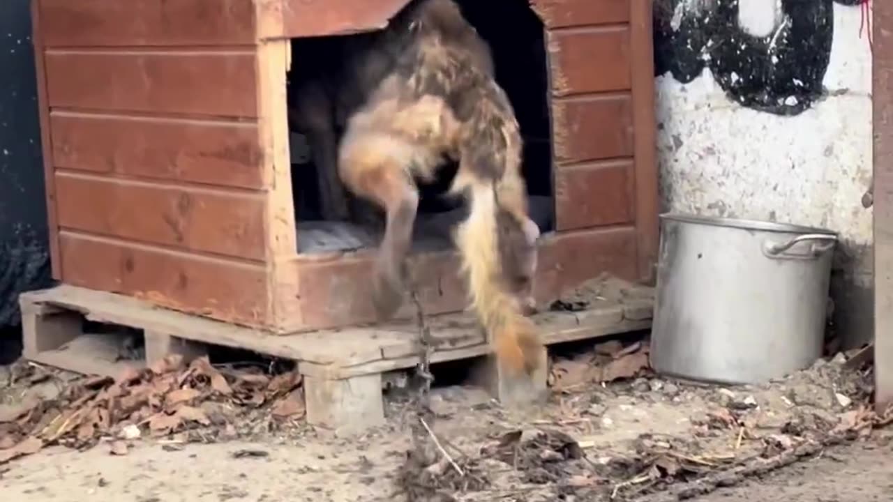Sad dog story