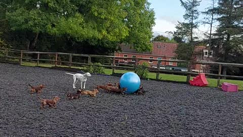 Dachshund Pack Plays With Giant Ball