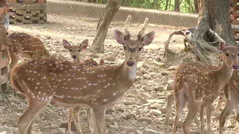 Locals, animals struggle with heatwave in India