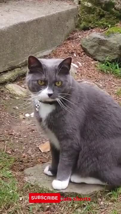 funny cats#shorts