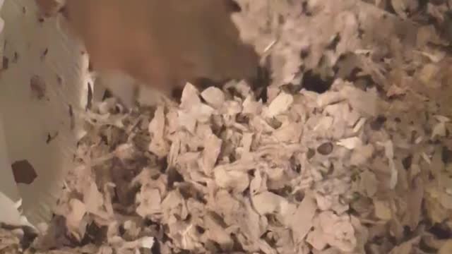 What wants to dig a hamster in the sand