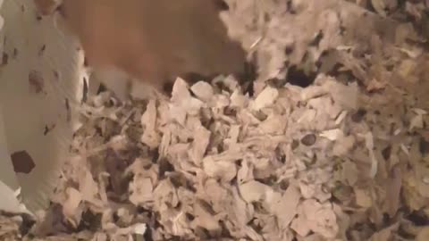 What wants to dig a hamster in the sand