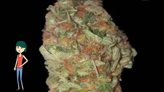 Green Candy - Bulk Seed Bank