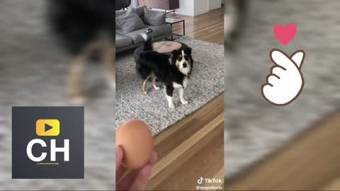 Dog trying egg challenge🥚 _ tik tok dog viral 2021