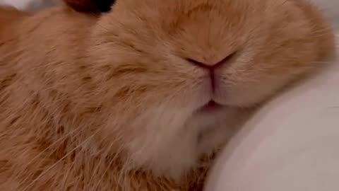 Lazy Bunny 🐇🐰