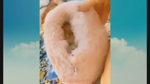 Best Funny Animal Video