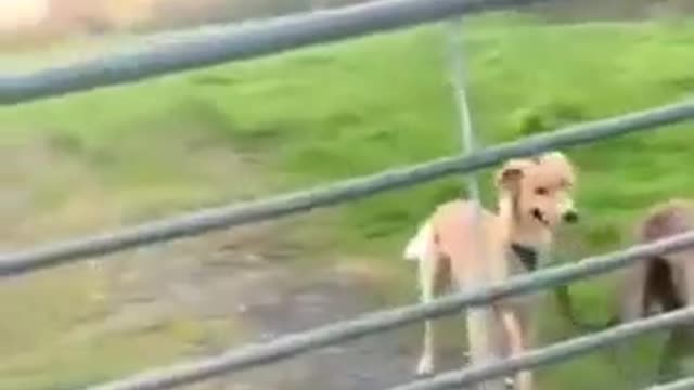 this is a helicopter ))