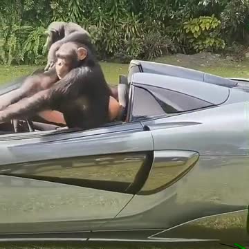 COOL MONKEY'S DRIVING LUXURY CAR.mp4