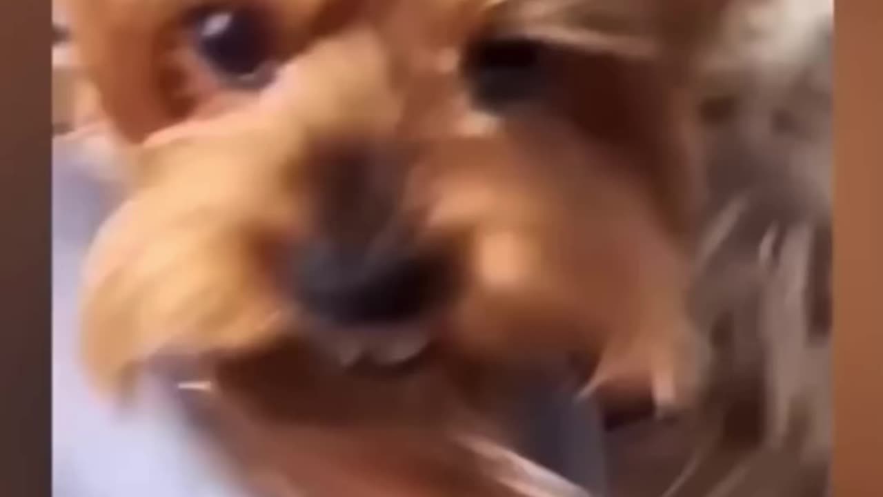 Uncontrollable Laughter: Hilarious Animals Edition”