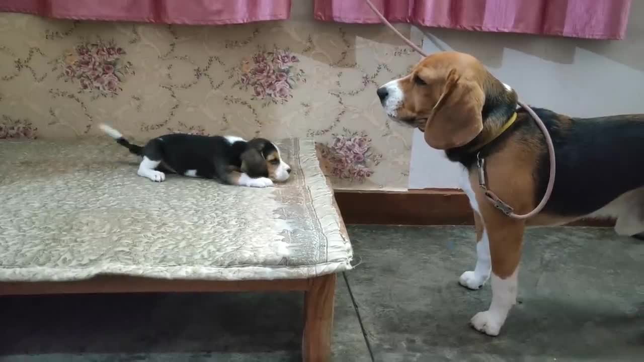 Deep conversation between father & daughter | Leo & Lilly |Leo The Beagle