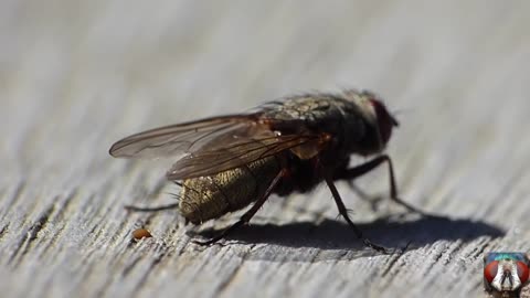 Capturing The Moment Of Pooping Small Insects