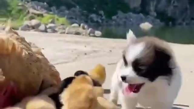 Recopilación de videos de perros y cachorros lindos y divertidos lI Pets Arcade🥰😘