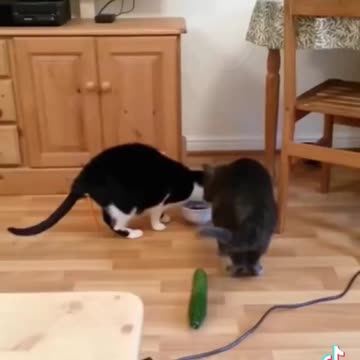 MAGA CATS! Scared of Cucumbers! LOL