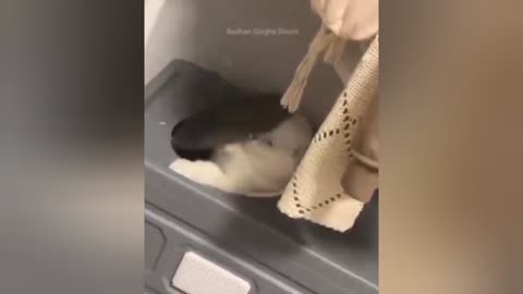 Patience Level Of A Cat🐱🐱