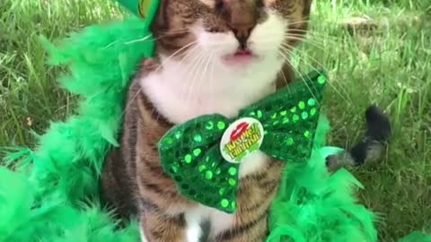 A cat in a green hat.