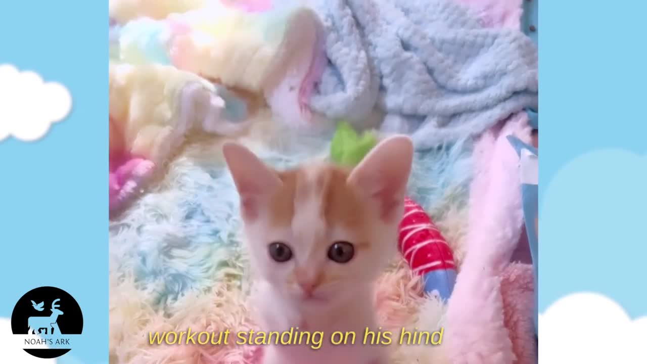 Kittens with Disabilities take Care of each other to feel happy
