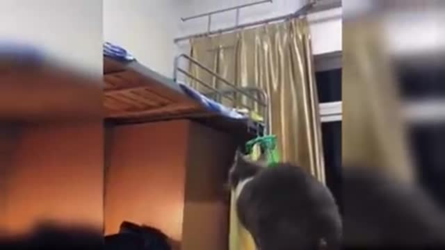 baby cats