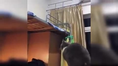 baby cats