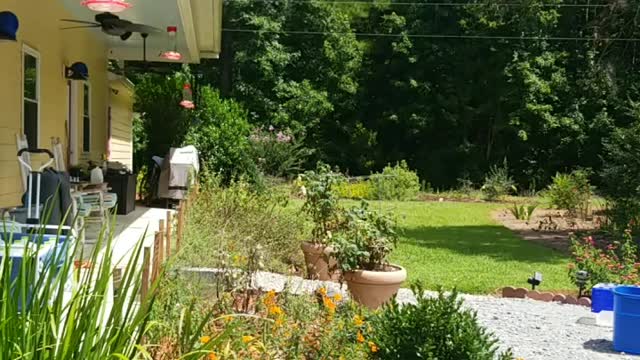 Hummingbird Feeding Frenzy