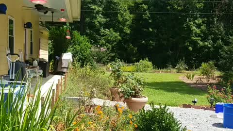 Hummingbird Feeding Frenzy