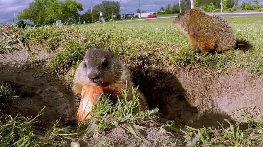 Baby groundhog happily discovers delicious apple