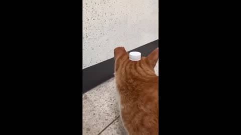 Funny and Cute Cat Videos