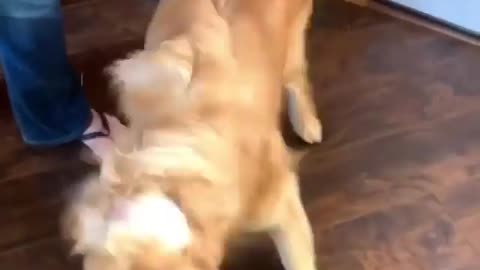 Dog enjoys being vacuumed