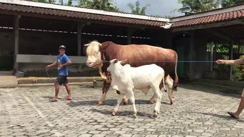 Cow big & cow kids funny cute,perfect Body goals