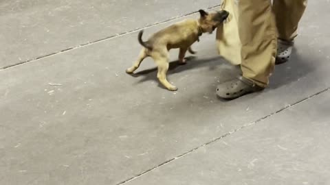 TEXAN K9