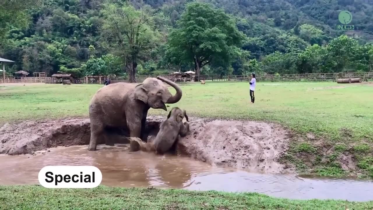 Top Ten Baby Elephants At Play